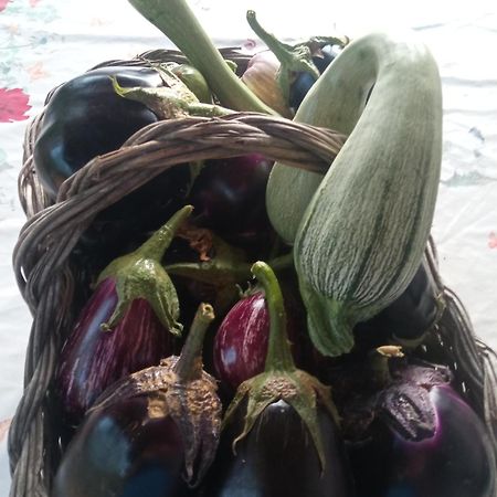Agri Bertorella Cuneo Eksteriør bilde